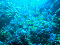 gay Samui PADI scuba courses